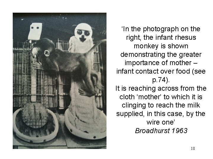 ‘In the photograph on the right, the infant rhesus monkey is shown demonstrating the