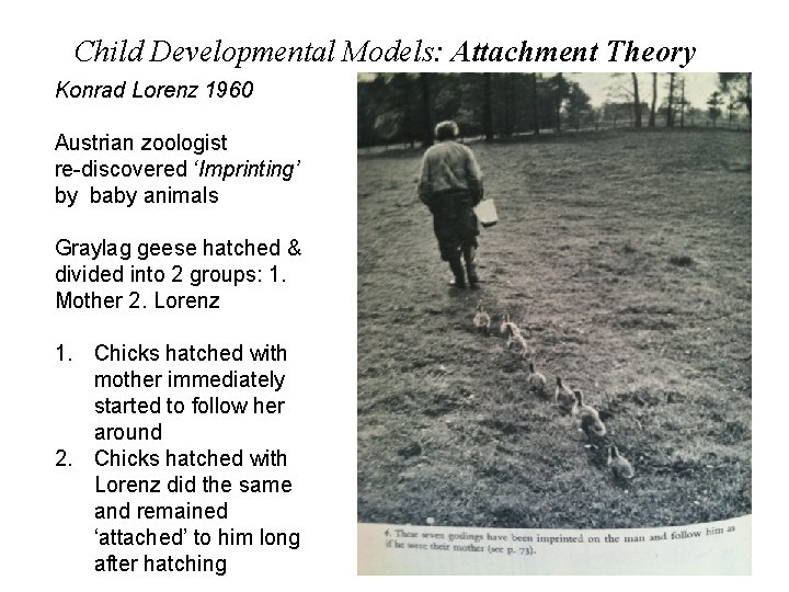 Child Developmental Models: Attachment Theory Konrad Lorenz 1960 Austrian zoologist re-discovered ‘Imprinting’ by baby