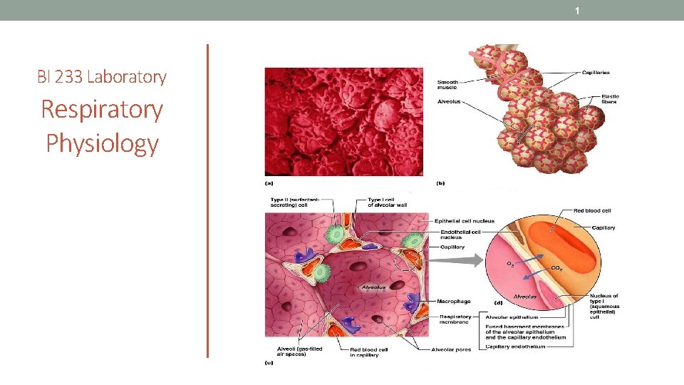1 BI 233 Laboratory Respiratory Physiology 