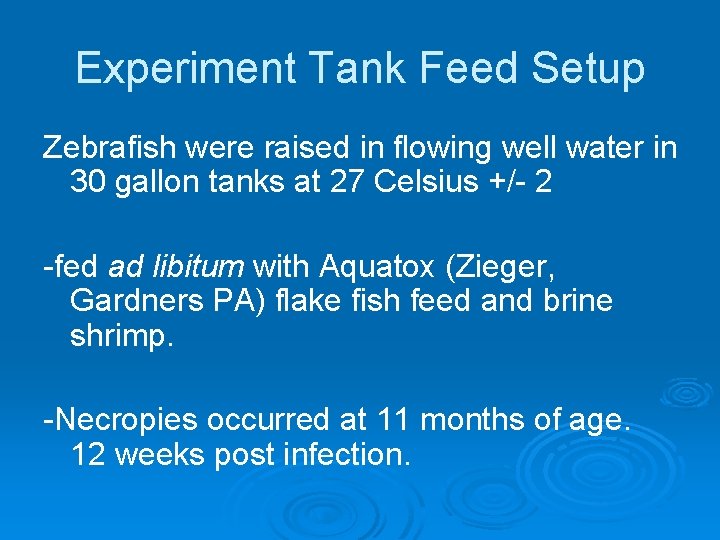 Experiment Tank Feed Setup Zebrafish were raised in flowing well water in 30 gallon
