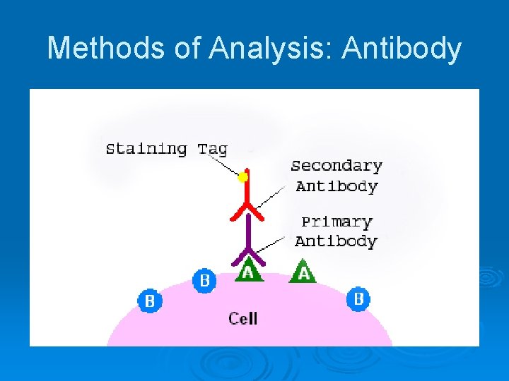 Methods of Analysis: Antibody 
