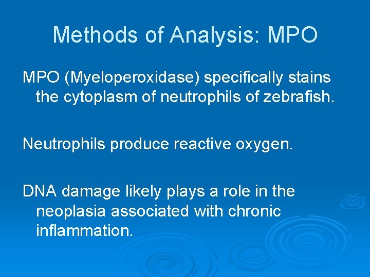Methods of Analysis: MPO (Myeloperoxidase) specifically stains the cytoplasm of neutrophils of zebrafish. Neutrophils