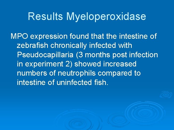 Results Myeloperoxidase MPO expression found that the intestine of zebrafish chronically infected with Pseudocapillaria