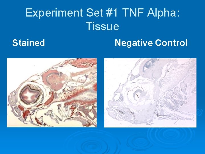 Experiment Set #1 TNF Alpha: Tissue Stained Negative Control 