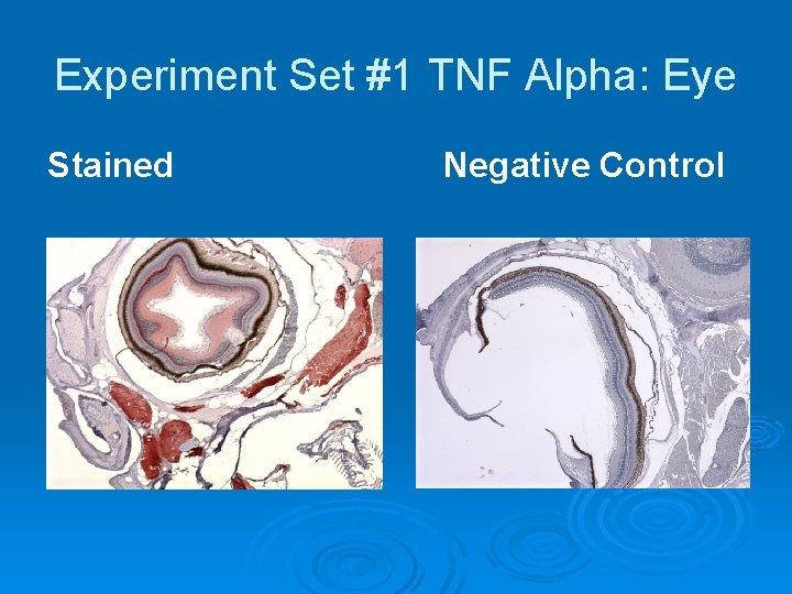 Experiment Set #1 TNF Alpha: Eye Stained Negative Control 