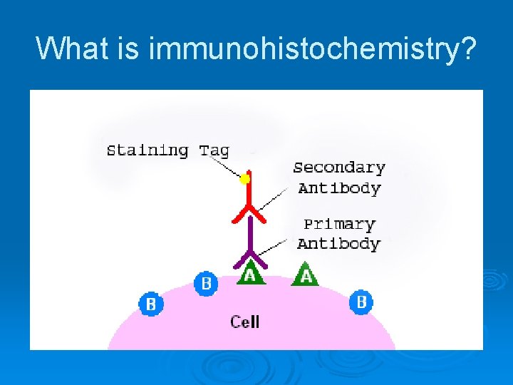 What is immunohistochemistry? 