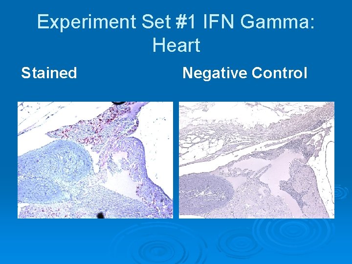 Experiment Set #1 IFN Gamma: Heart Stained Negative Control 
