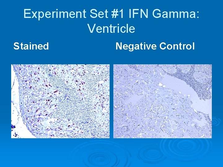 Experiment Set #1 IFN Gamma: Ventricle Stained Negative Control 
