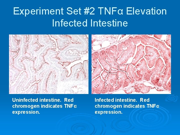 Experiment Set #2 TNFα Elevation Infected Intestine Uninfected intestine. Red chromogen indicates TNFα expression.