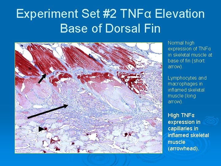 Experiment Set #2 TNFα Elevation Base of Dorsal Fin Normal high expression of TNFα