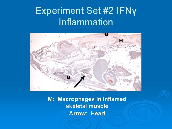 Experiment Set #2 IFNγ Inflammation M M M: Macrophages in inflamed skeletal muscle Arrow: