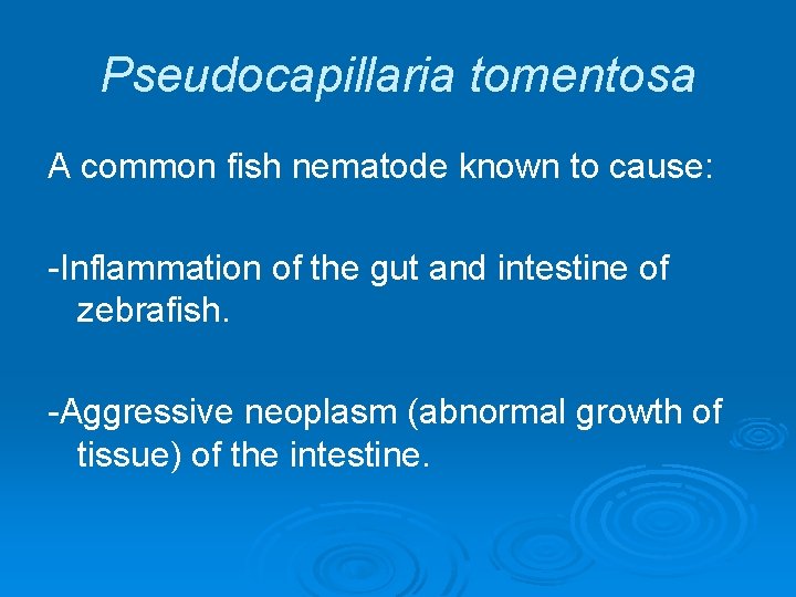 Pseudocapillaria tomentosa A common fish nematode known to cause: -Inflammation of the gut and