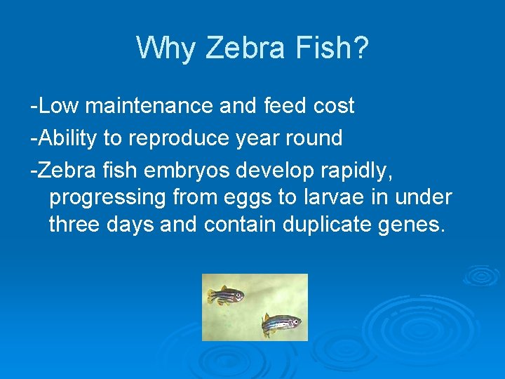 Why Zebra Fish? -Low maintenance and feed cost -Ability to reproduce year round -Zebra