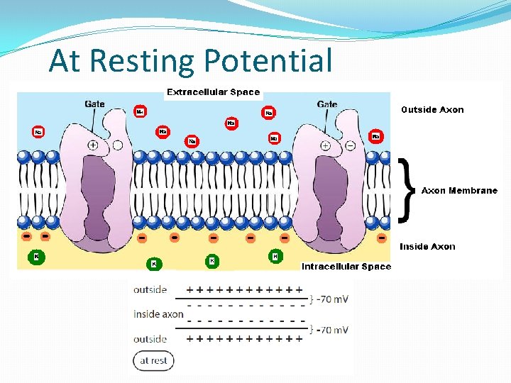 At Resting Potential At Resting Potential