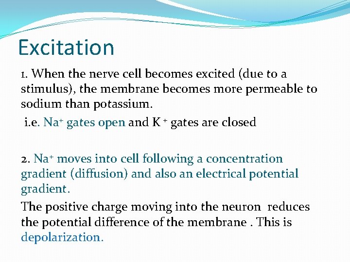 Excitation 1. When the nerve cell becomes excited (due to a stimulus), the membrane Excitation 1. When the nerve cell becomes excited (due to a stimulus), the membrane