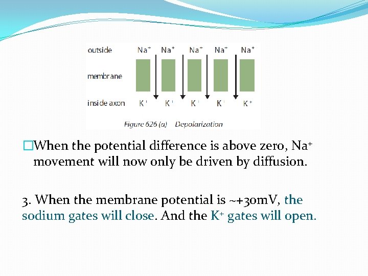 �When the potential difference is above zero, Na+ movement will now only be driven �When the potential difference is above zero, Na+ movement will now only be driven