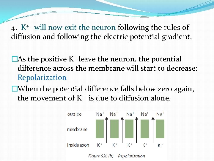 4. K+ will now exit the neuron following the rules of diffusion and following 4. K+ will now exit the neuron following the rules of diffusion and following