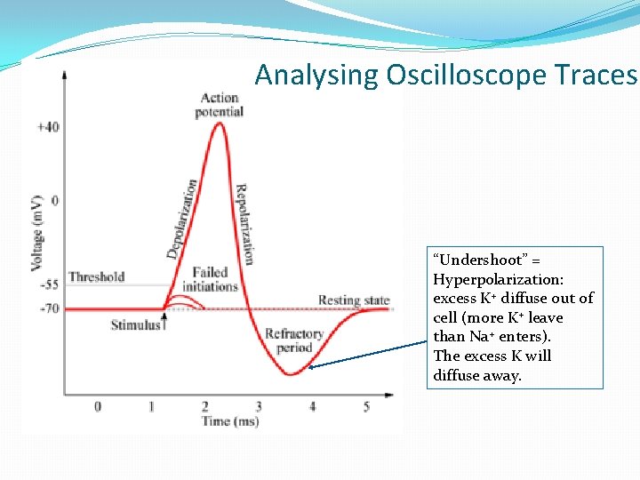 Analysing Oscilloscope Traces “Undershoot” = Hyperpolarization: excess K+ diffuse out of cell (more K+ Analysing Oscilloscope Traces “Undershoot” = Hyperpolarization: excess K+ diffuse out of cell (more K+