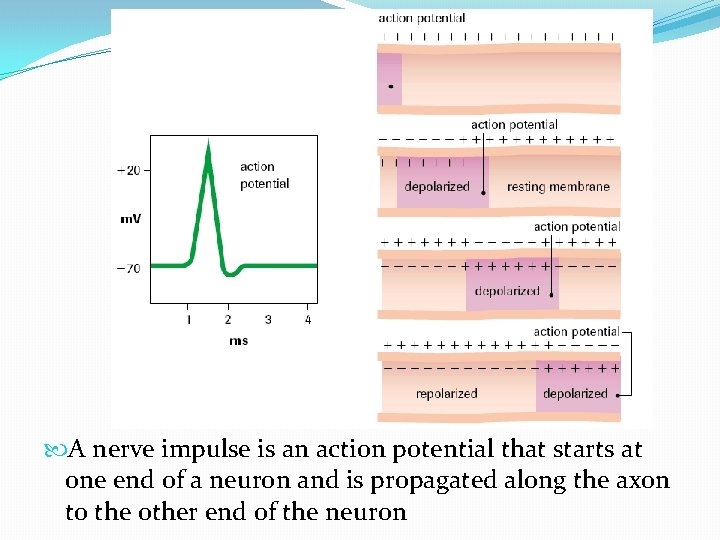 A nerve impulse is an action potential that starts at one end of A nerve impulse is an action potential that starts at one end of