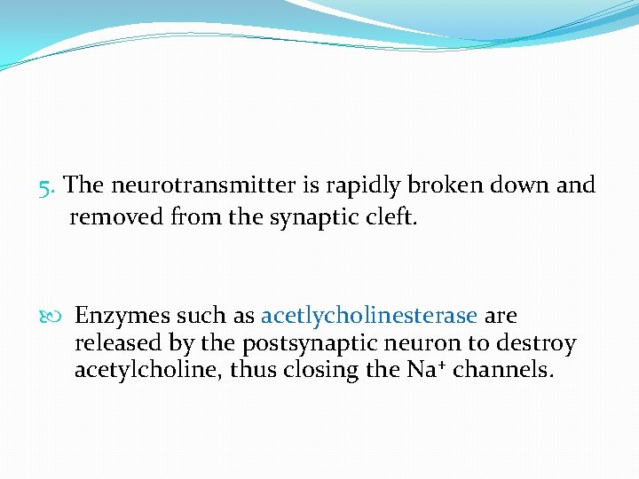 5. The neurotransmitter is rapidly broken down and removed from the synaptic cleft. Enzymes 5. The neurotransmitter is rapidly broken down and removed from the synaptic cleft. Enzymes