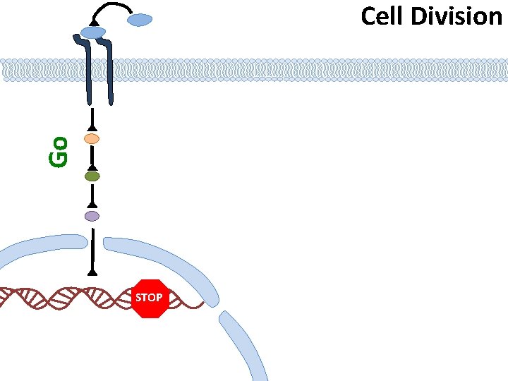 Cell Stop Functioning Representation Teachable Tidbit Cell SignalingWhy should YOU Care Mountain