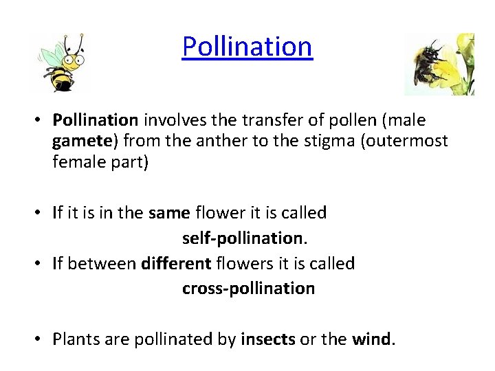 Pollination • Pollination involves the transfer of pollen (male gamete) from the anther to