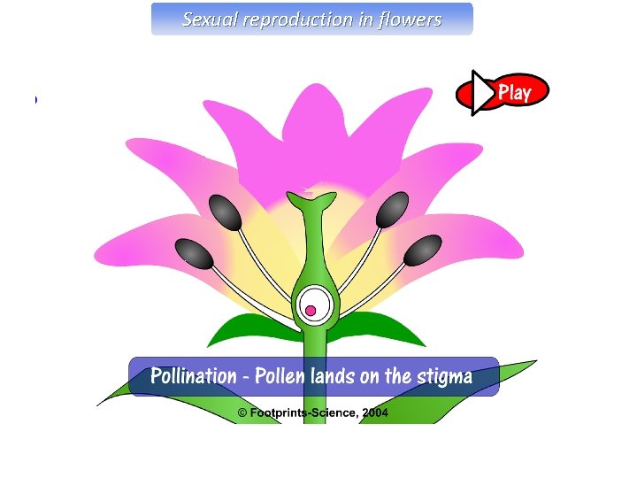 Sexual reproduction in flowers 