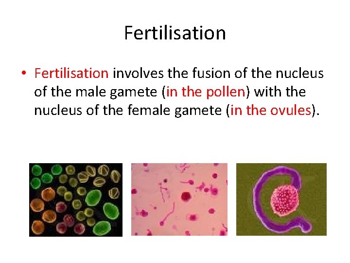 Fertilisation • Fertilisation involves the fusion of the nucleus of the male gamete (in