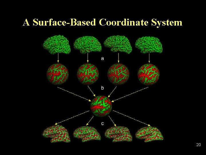 A Surface-Based Coordinate System 20 