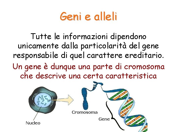 Geni e alleli Tutte le informazioni dipendono unicamente dalla particolarità del gene responsabile di
