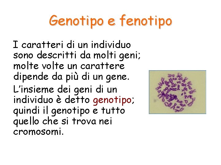 Genotipo e fenotipo I caratteri di un individuo sono descritti da molti geni; molte