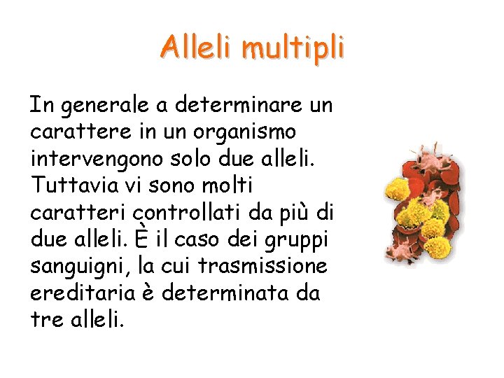 Alleli multipli In generale a determinare un carattere in un organismo intervengono solo due