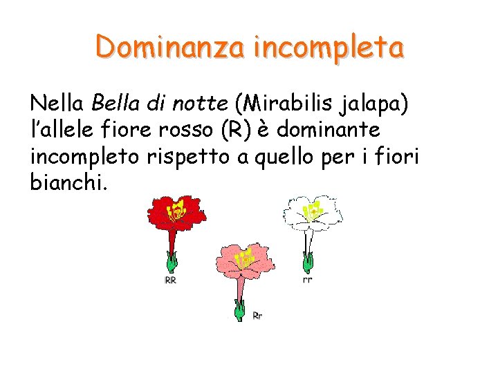 Dominanza incompleta Nella Bella di notte (Mirabilis jalapa) l’allele fiore rosso (R) è dominante