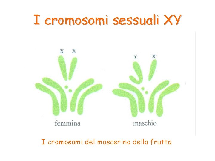 I cromosomi sessuali XY I cromosomi del moscerino della frutta 