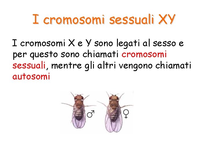 I cromosomi sessuali XY I cromosomi X e Y sono legati al sesso e