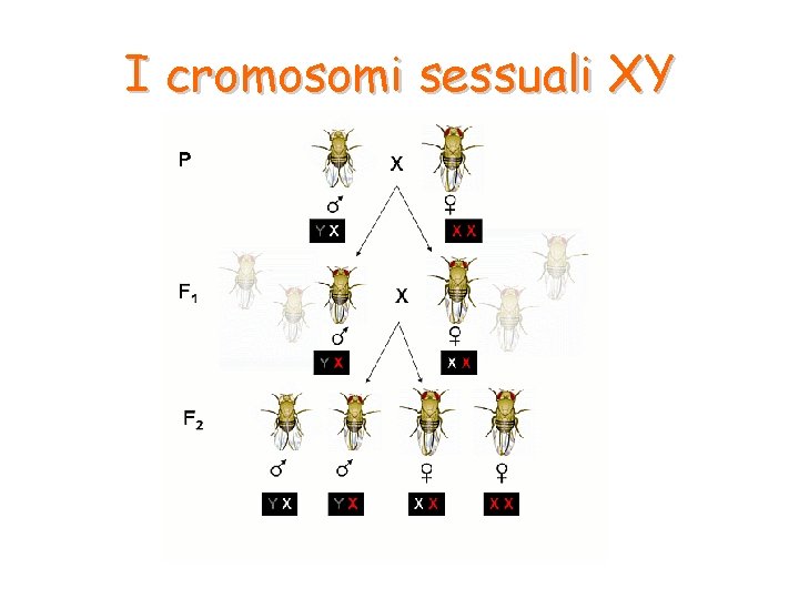 I cromosomi sessuali XY 