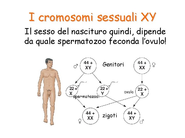 I cromosomi sessuali XY Il sesso del nascituro quindi, dipende da quale spermatozoo feconda