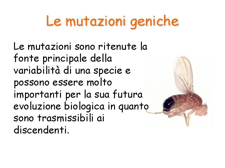 Le mutazioni geniche Le mutazioni sono ritenute la fonte principale della variabilità di una