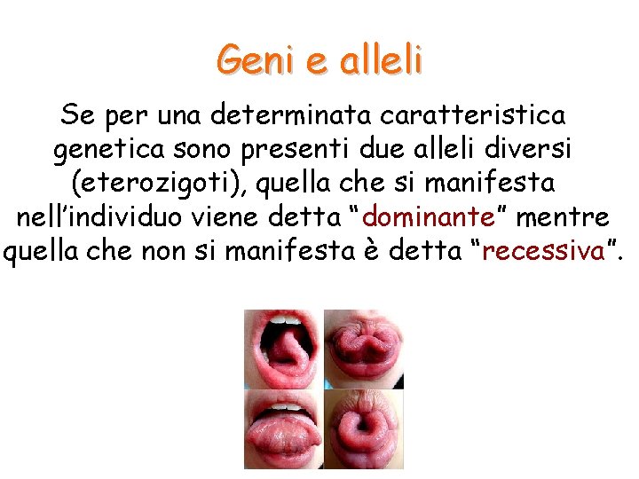 Geni e alleli Se per una determinata caratteristica genetica sono presenti due alleli diversi