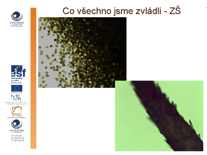 Co všechno jsme zvládli - ZŠ 