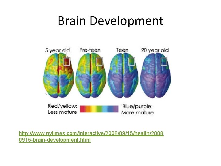 Brain Development http: //www. nytimes. com/interactive/2008/09/15/health/2008 0915 -brain-development. html 