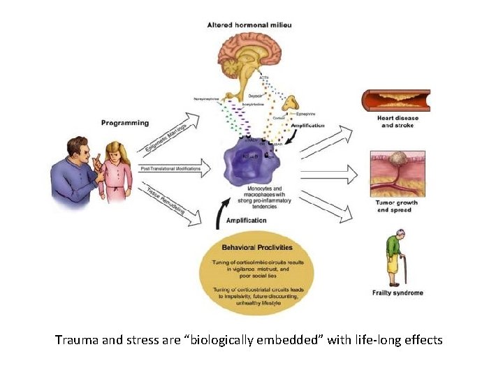 Trauma and stress are “biologically embedded” with life-long effects 