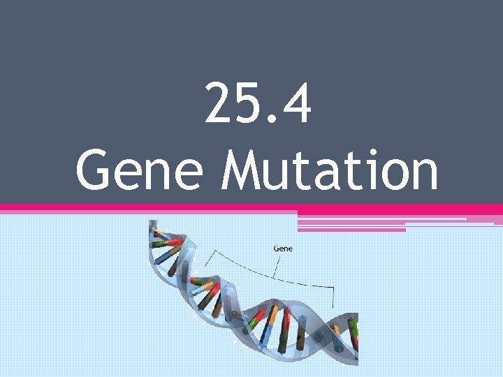 25. 4 Gene Mutation 