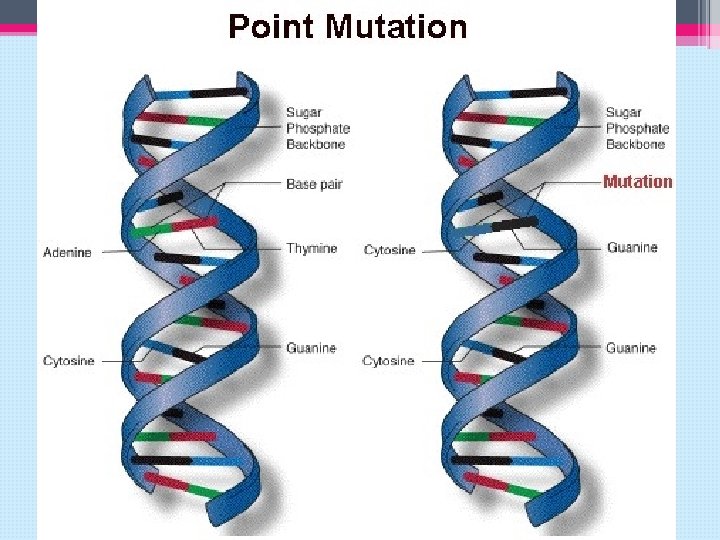 Types of Mutations 