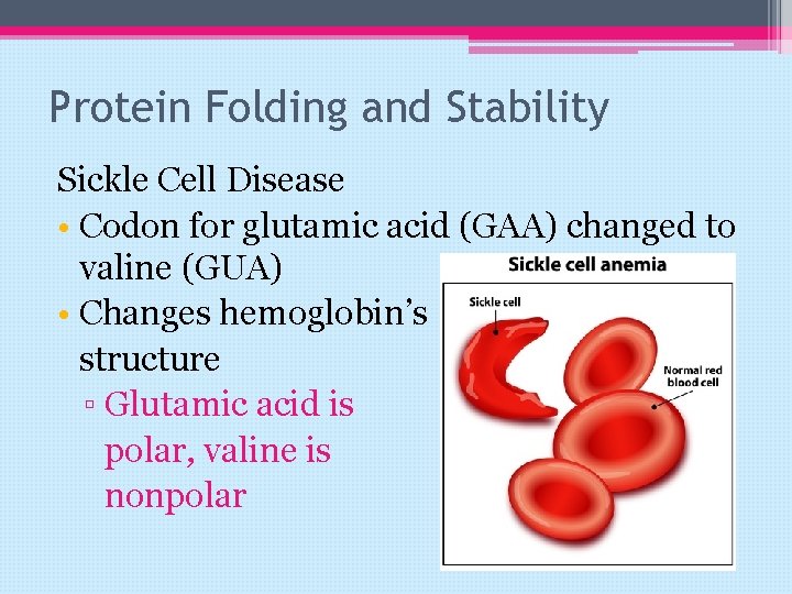 Protein Folding and Stability Sickle Cell Disease • Codon for glutamic acid (GAA) changed