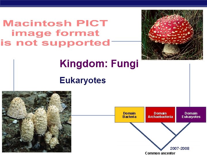 Kingdom: Fungi Eukaryotes Domain Bacteria AP Biology Domain Archaebacteria Domain Eukaryotes 2007 -2008 Common