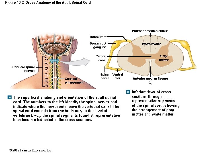 Figure 13 -2 Gross Anatomy of the Adult Spinal Cord Posterior median sulcus Dorsal