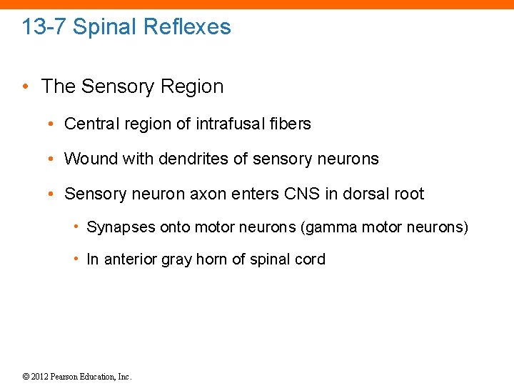 13 -7 Spinal Reflexes • The Sensory Region • Central region of intrafusal fibers