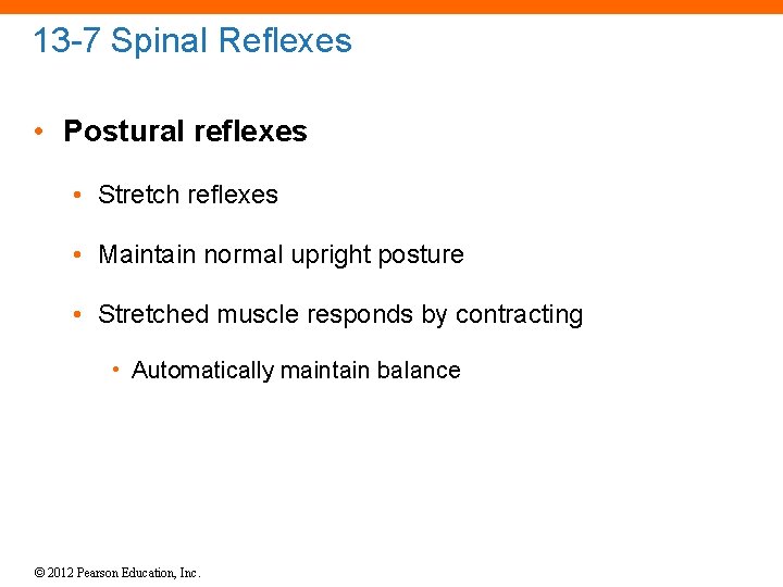 13 -7 Spinal Reflexes • Postural reflexes • Stretch reflexes • Maintain normal upright