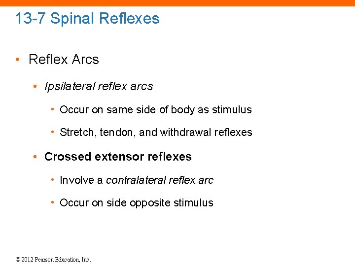 13 -7 Spinal Reflexes • Reflex Arcs • Ipsilateral reflex arcs • Occur on